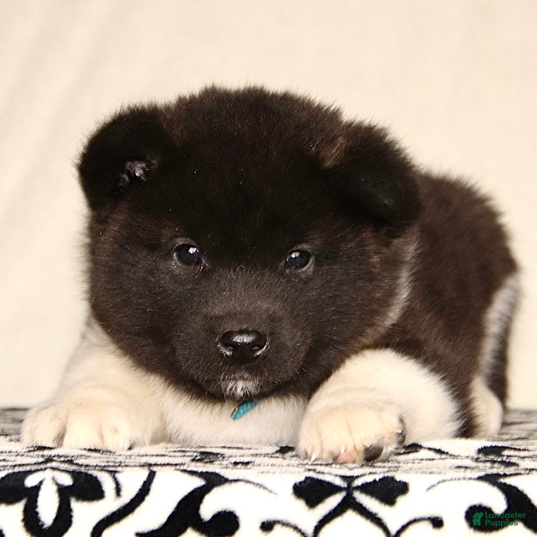 Akita dogs for sale: Alex - Ad 1