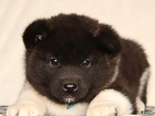 Akita dogs Alex - Ad 15