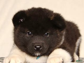 Akita dogs Alex - Ad 10
