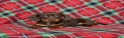 Miniature Dachshund dogs for sale: Ivy - Ad 3