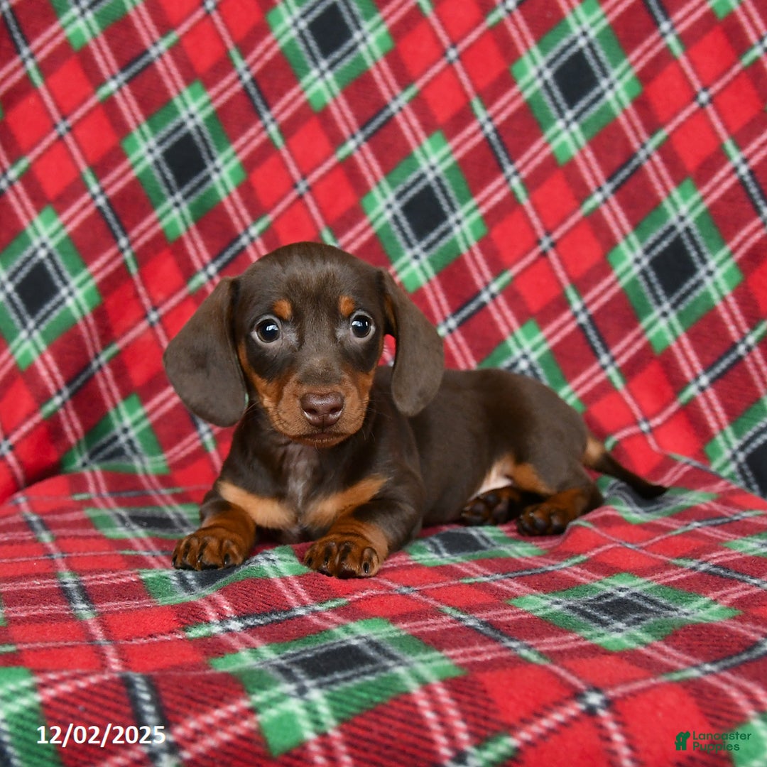 Miniature Dachshund dogs for sale: Ivy - Ad 3