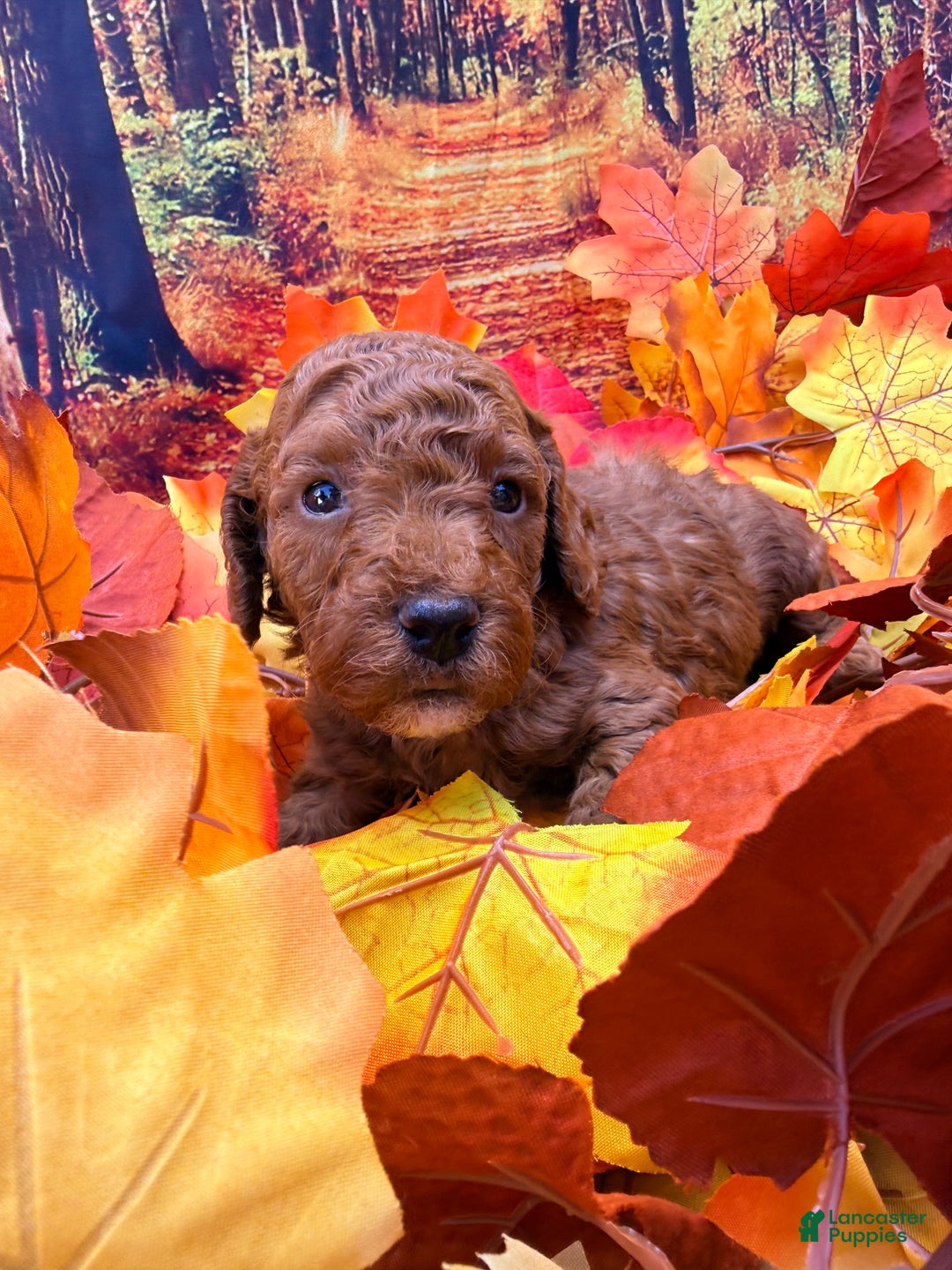 Mini Goldendoodle dogs for sale: Asher - Ad 10
