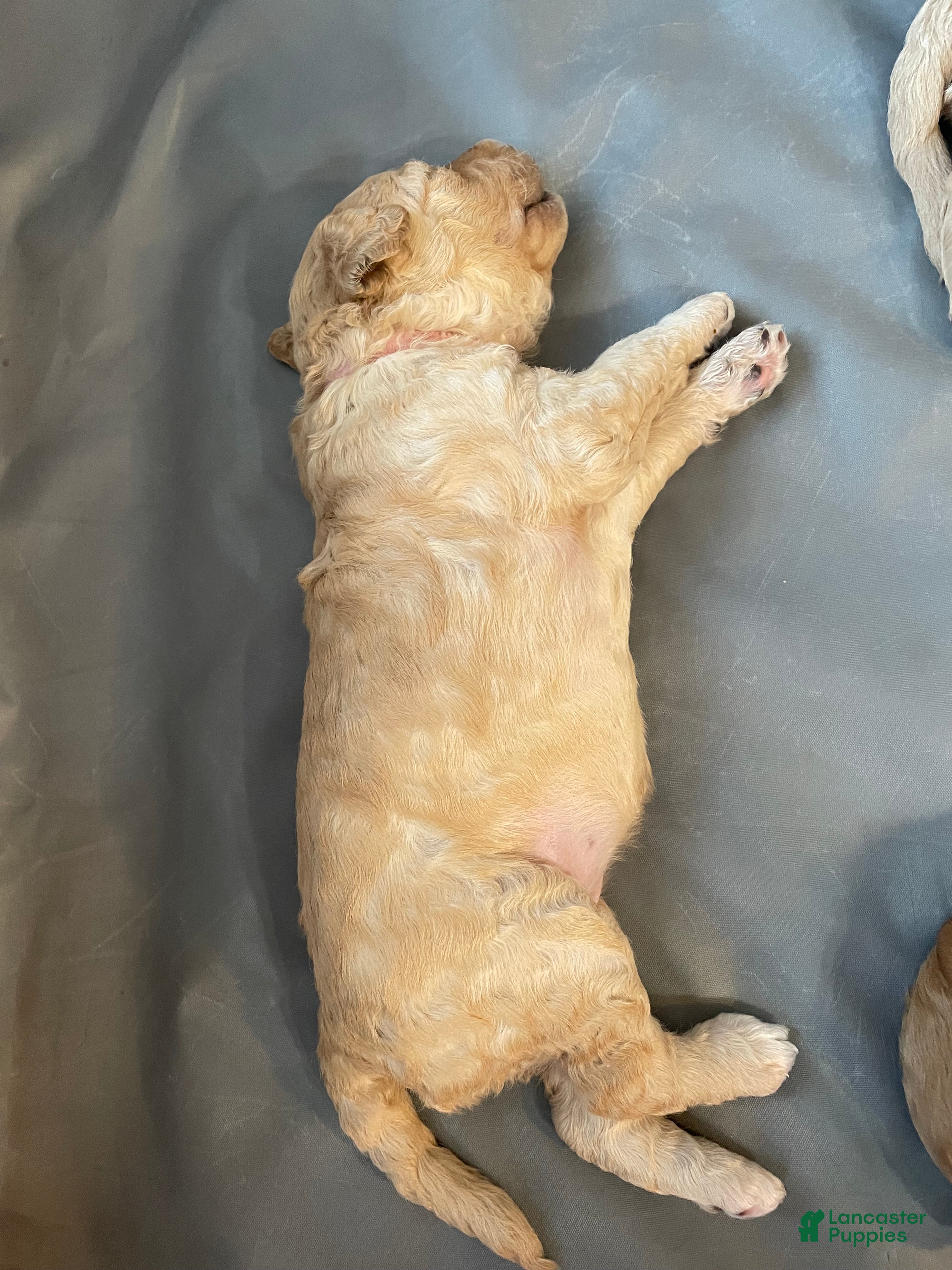 Goldendoodle dogs Goldendoodle 6 - Ad 30