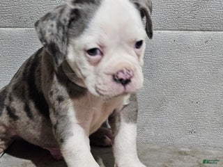 Olde English Bulldogge dogs - Ad 2