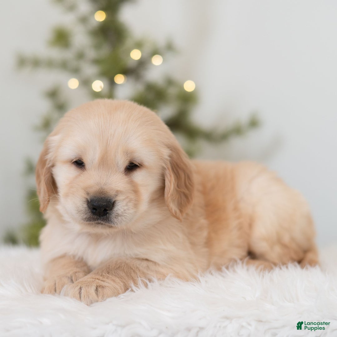 Golden Retriever dogs for sale: Finn - Ad 2