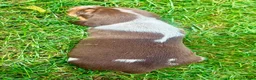Beagle dogs for sale: Miss pink - Ad 6