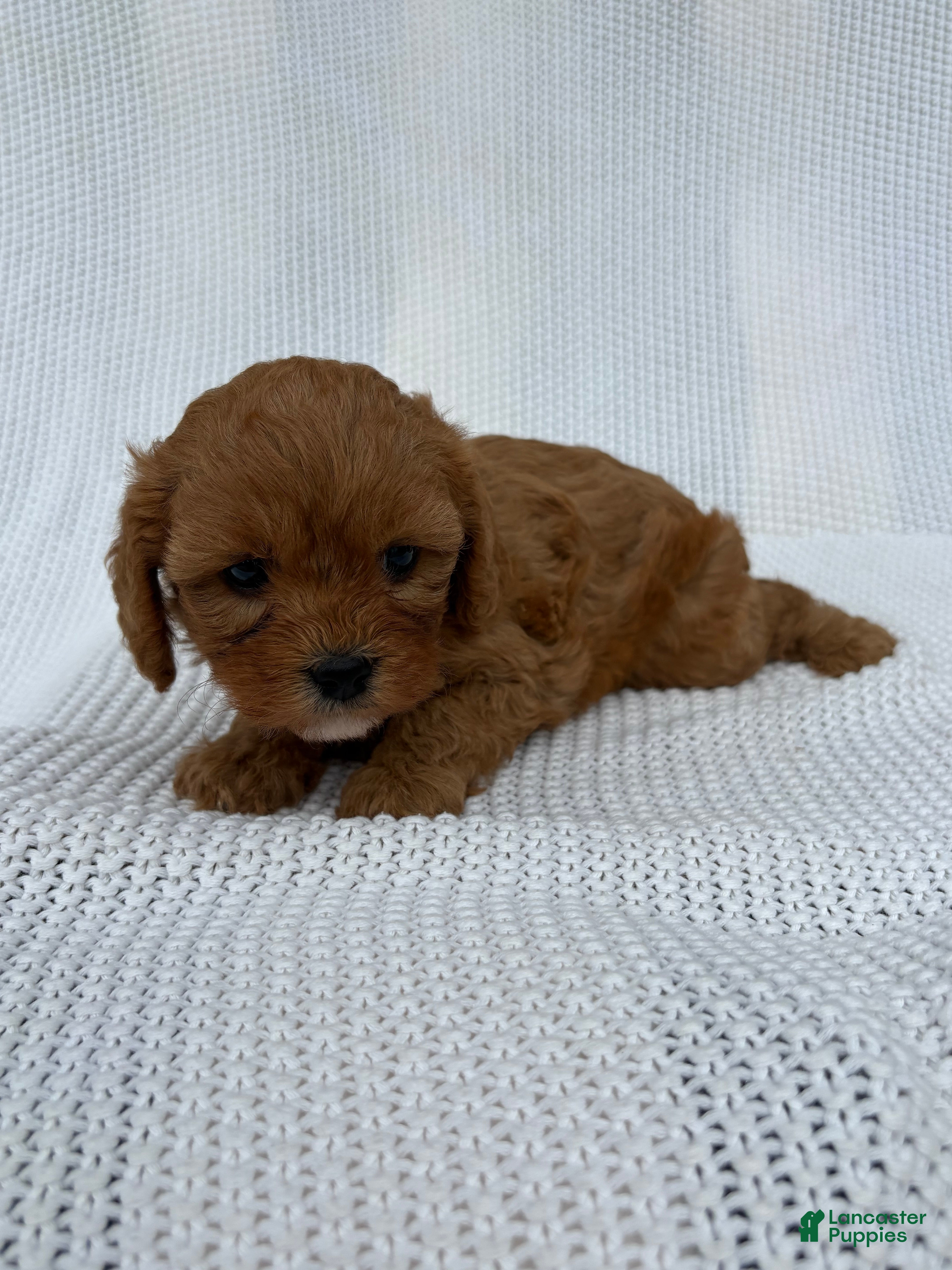 Cavapoo dogs Pixie - Ad 2
