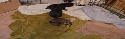 Cavalier King Charles Spaniel dogs for sale: Cavalier King Charles Spaniel Puppy 1 - HUEY - Ad 15