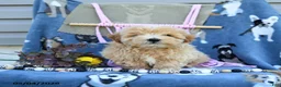 Maltipoo dogs for sale: Amos - Ad 5