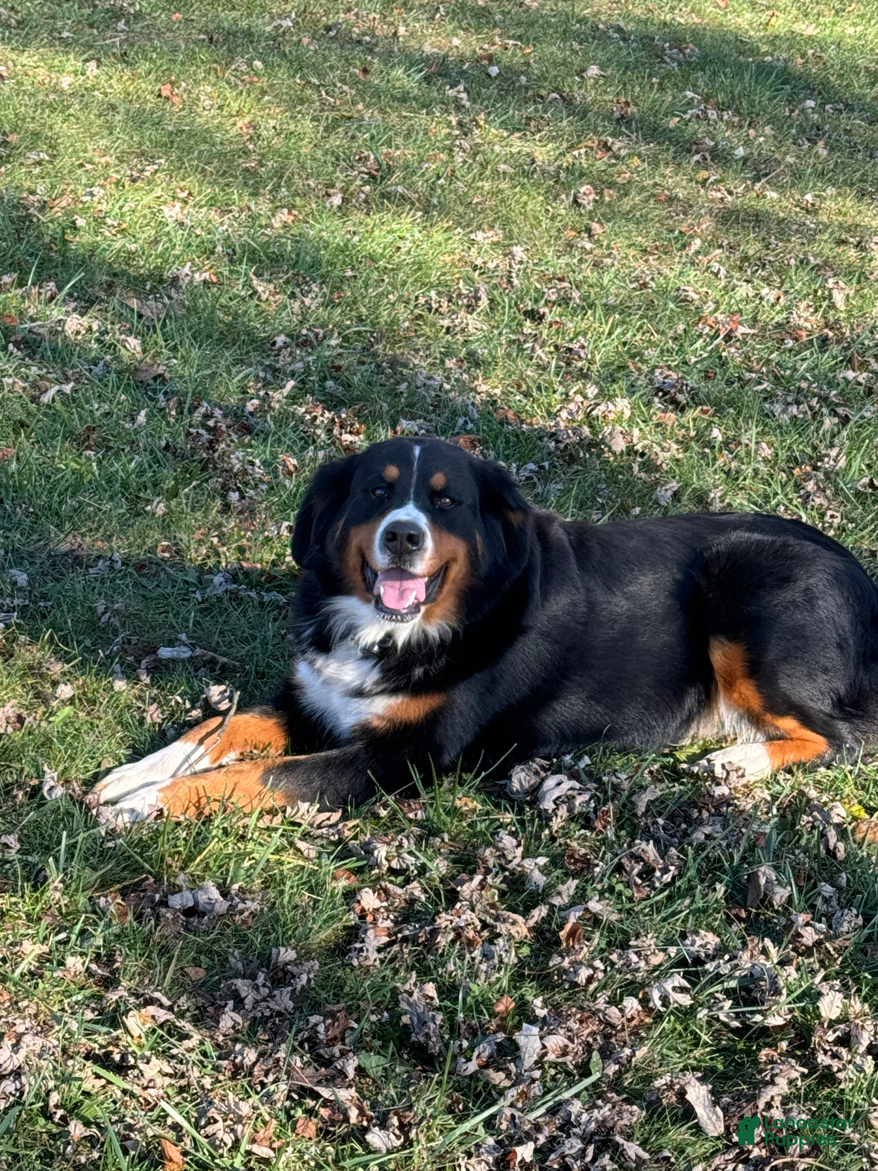 Bernese Mountain Dog dogs Maya - Ad 2