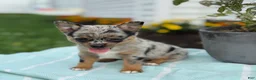 Chihuahua dogs for sale: Koda - Ad 8