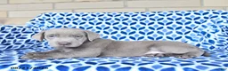 Labrador Retriever dogs for sale: Captain - Ad 3