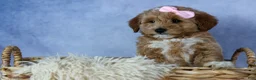Mini Goldendoodle dogs for sale: 🐾 Meet Nixie – F2B Mini Goldendoodle Puppy 🐾 - Ad 7