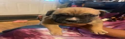 Mixed Breed dogs for sale: Chunk Rock - Ad 3