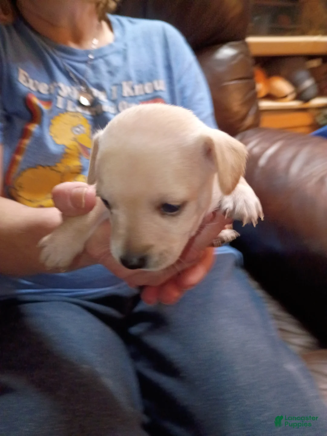 Chiweenie dogs for sale: Chiweenie Puppy 3 - Ad 2