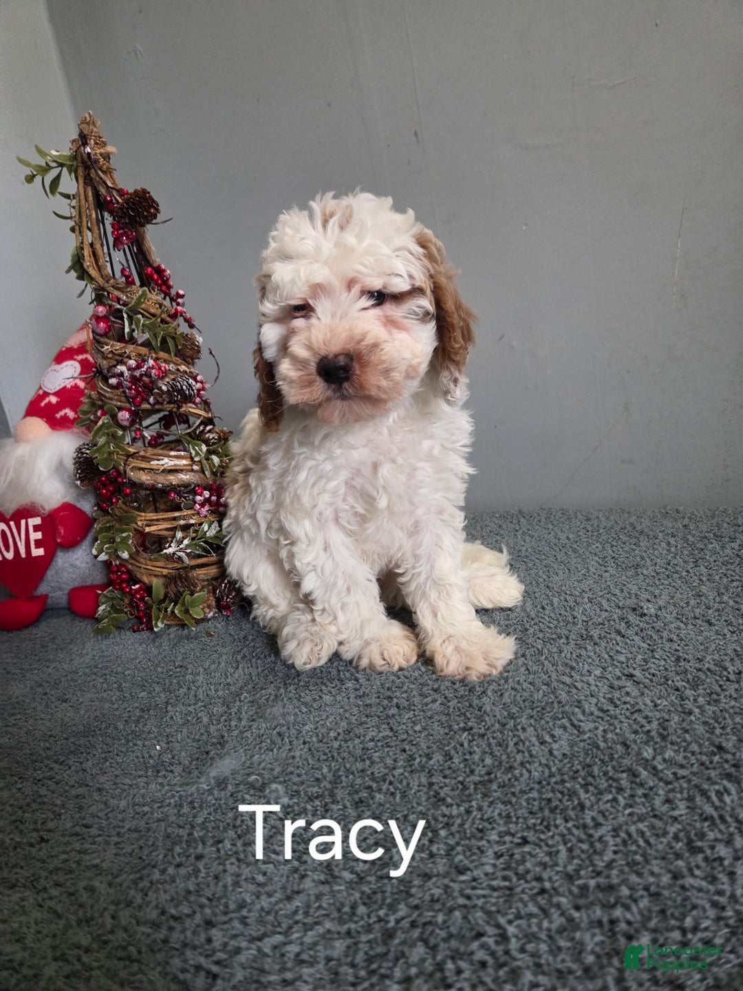 Cavapoo dogs for sale: Tracy  - Ad 2