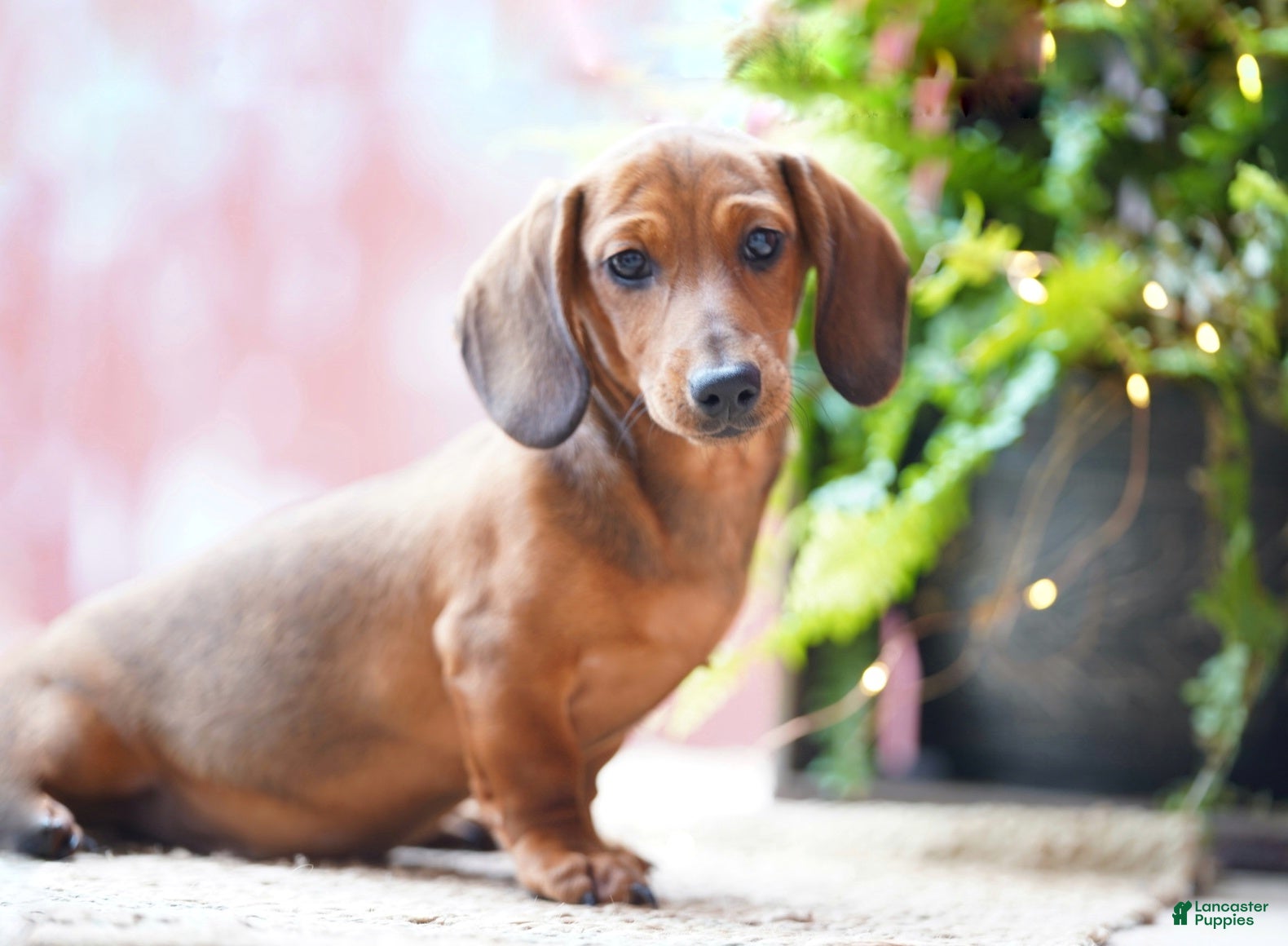 Miniature Dachshund dogs Hansel  - Ad 1