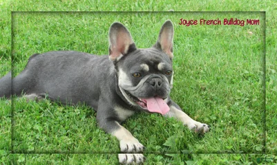 Joyce