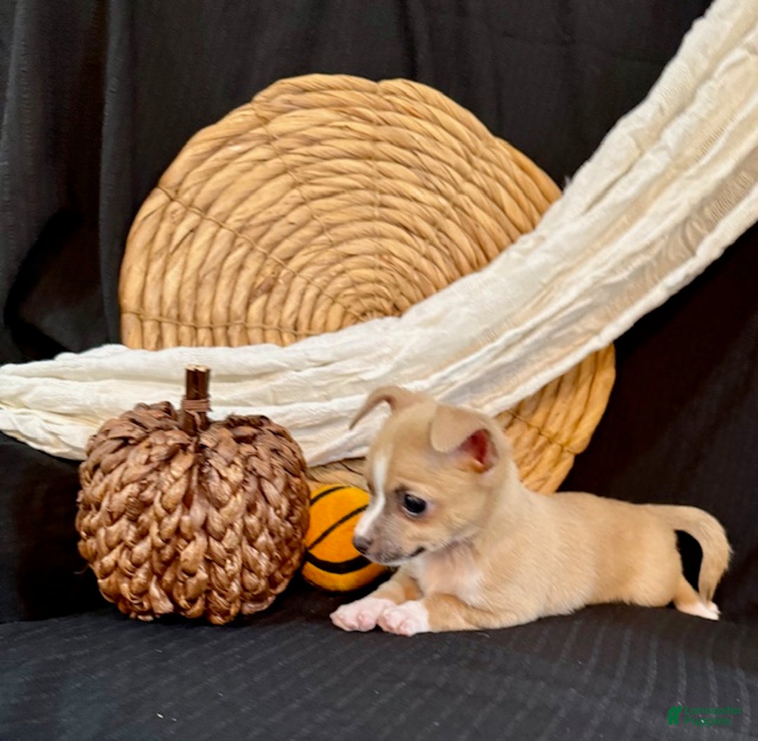 Chihuahua dogs for sale: Finley - Ad 2