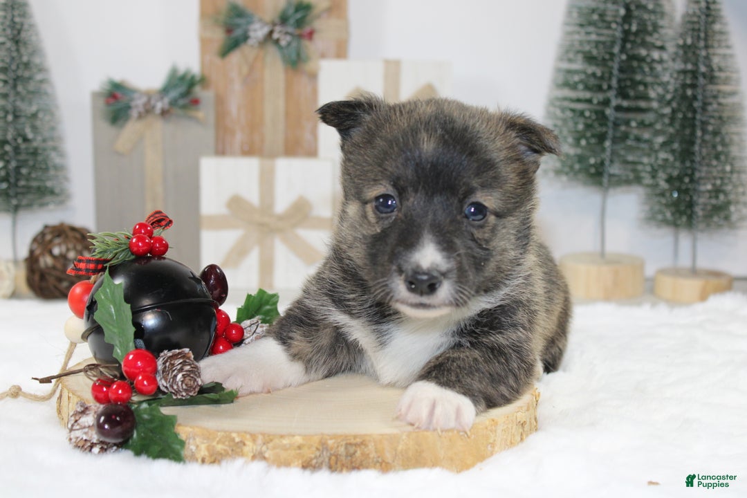 Welsh Corgi Pembroke dogs for sale: Buddy - Ad 1