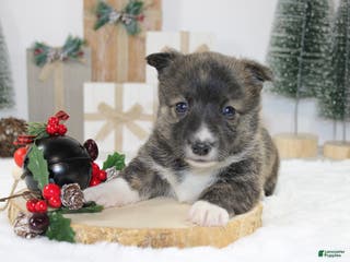 Welsh Corgi Pembroke dogs Buddy - Ad 1