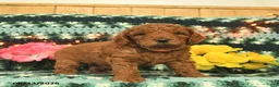 Mini Goldendoodle dogs for sale: Professor - Ad 3