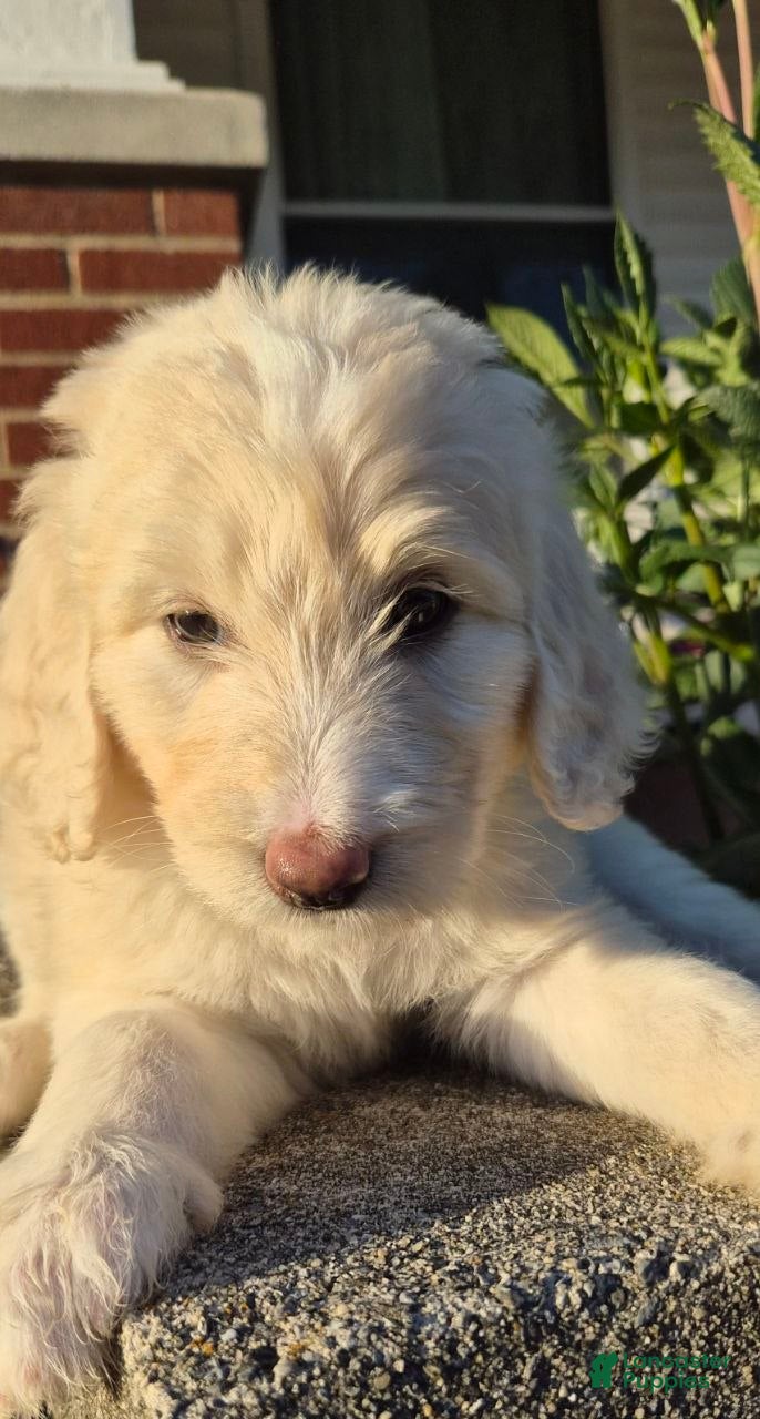 Goldendoodle dogs RUBY - Ad 2