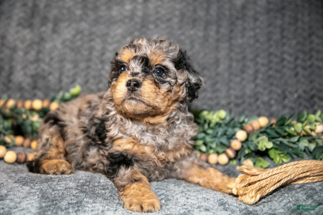 Mini Bernedoodle dogs for sale: Dolly - Ad 3