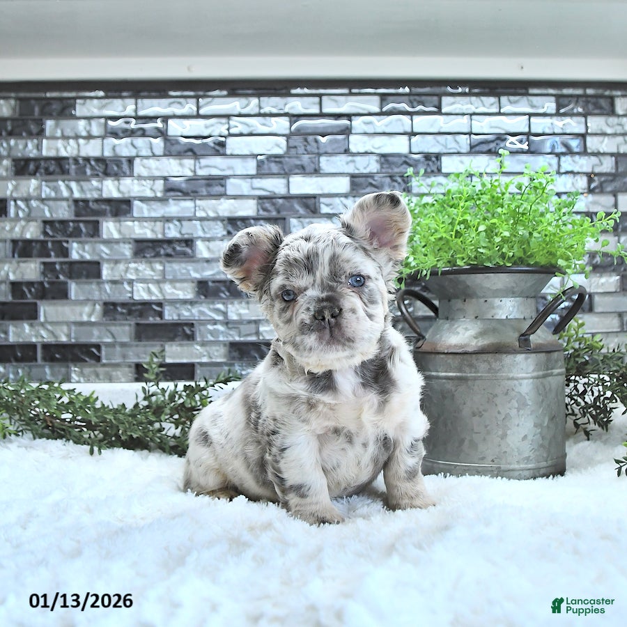 French Bulldog dogs Luna  - Ad 6