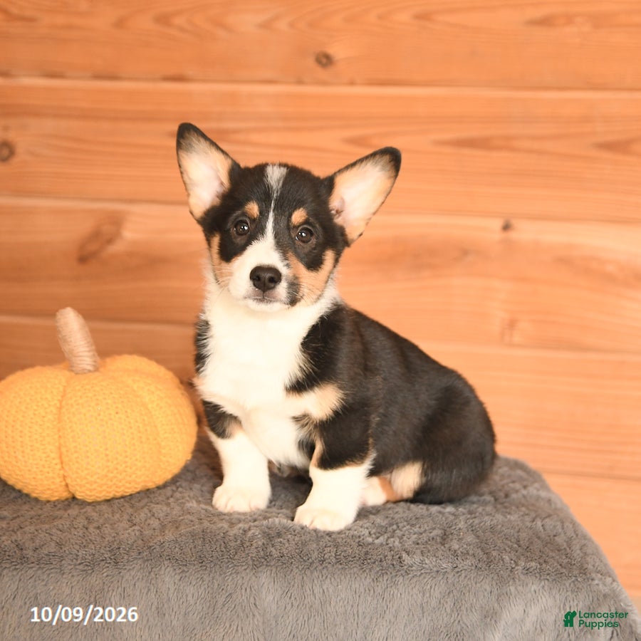 Welsh Corgi Pembroke dogs Hue - Ad 1