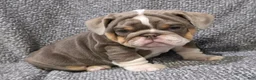 English Bulldog dogs for sale: Milt - Ad 5