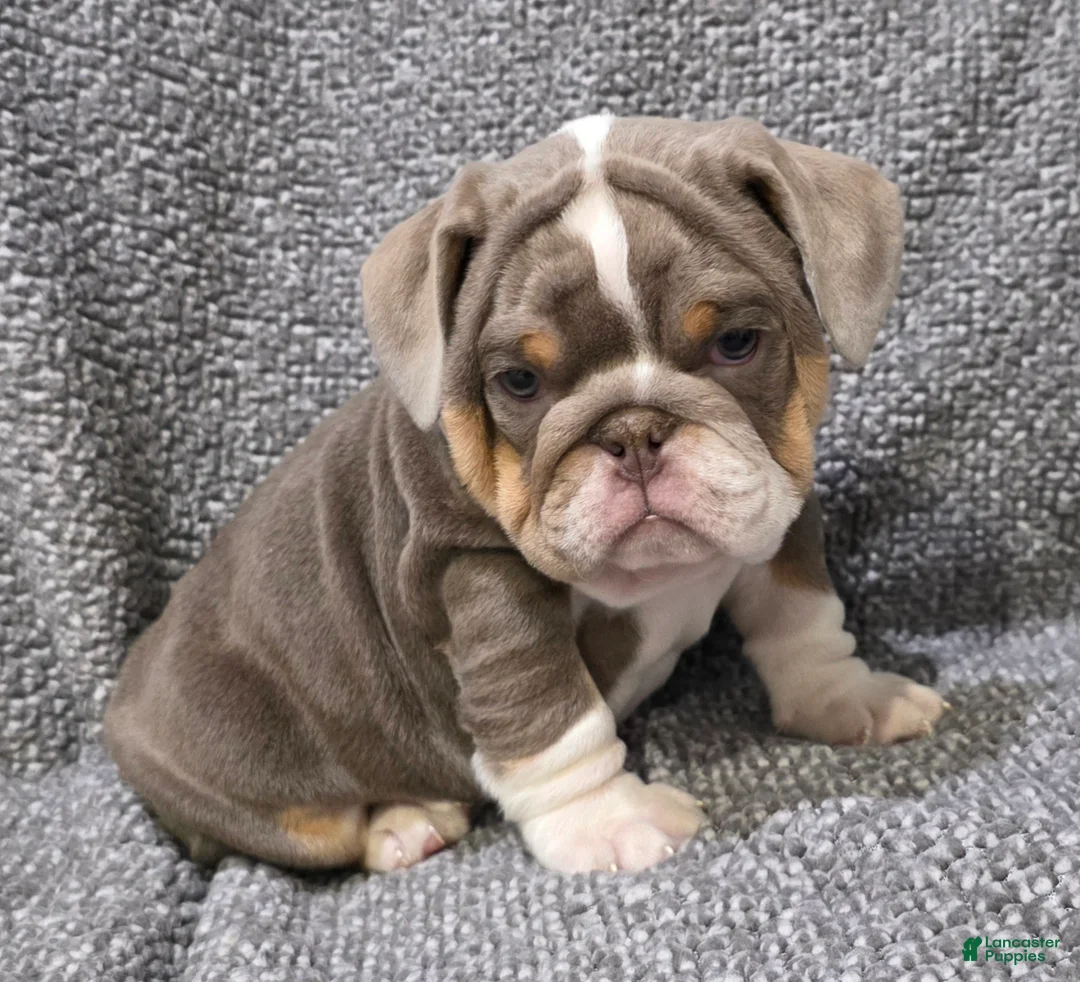 English Bulldog dogs for sale: Milt - Ad 5