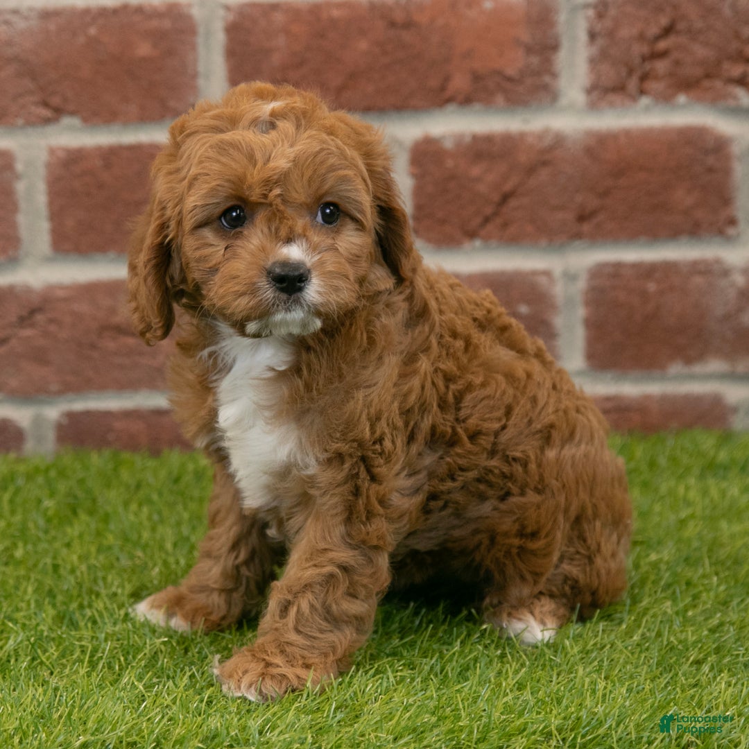 Cavapoo dogs for sale: Hailey - Ad 8