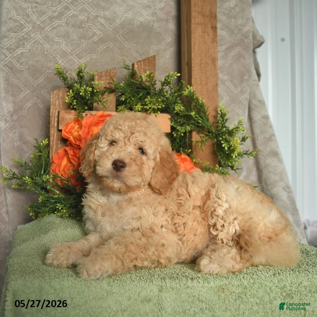 Mini Goldendoodle dogs for sale: Goofy  - Ad 3