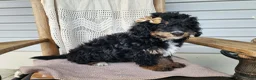 Mini Bernedoodle dogs for sale: Karly - Ad 7