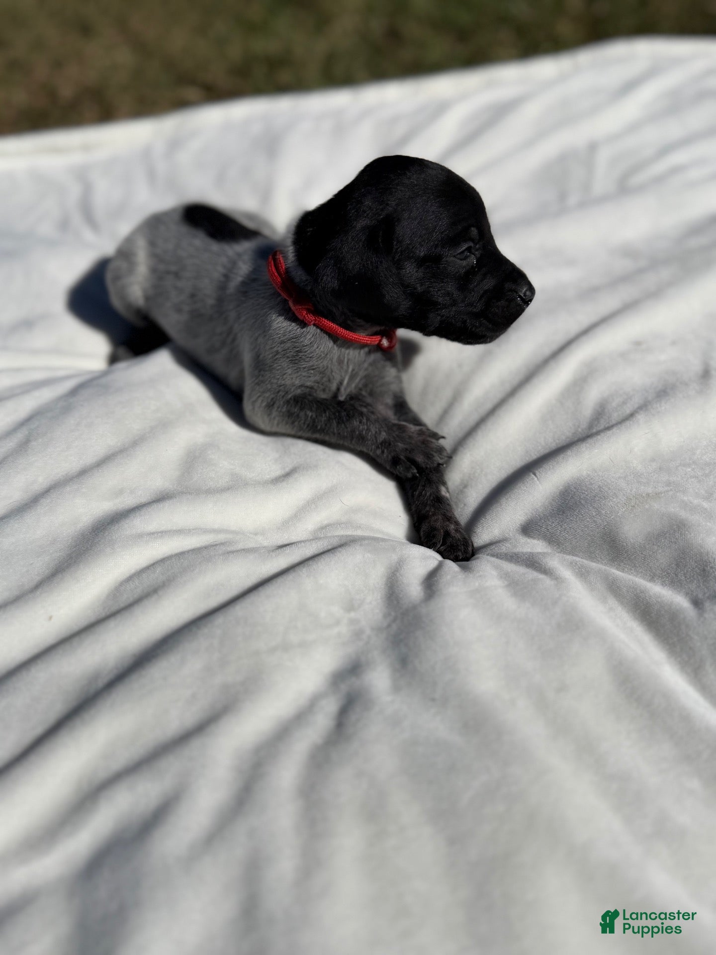 German Shorthaired Pointer dogs for sale: German Shorthaired Pointer 1 - Ad 2