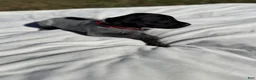German Shorthaired Pointer dogs for sale: German Shorthaired Pointer 1 - Ad 1