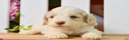 Cockapoo dogs for sale: Cora - Ad 1
