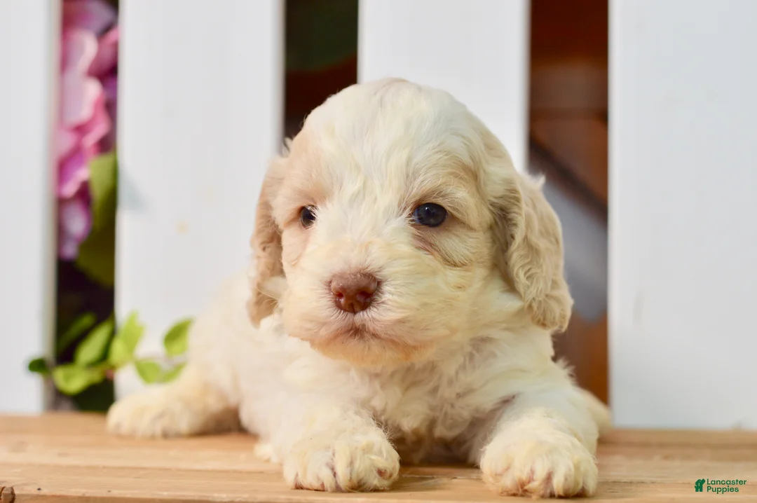 Cockapoo dogs for sale: Cora - Ad 1