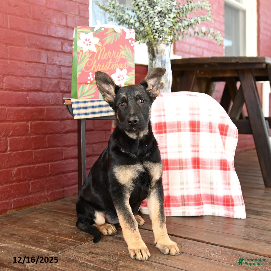 German Shepherd dogs Ivy  - Ad 11