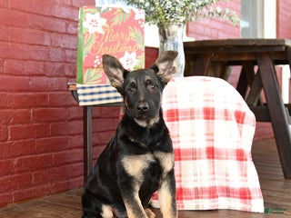 German Shepherd dogs Ivy - Ad 11