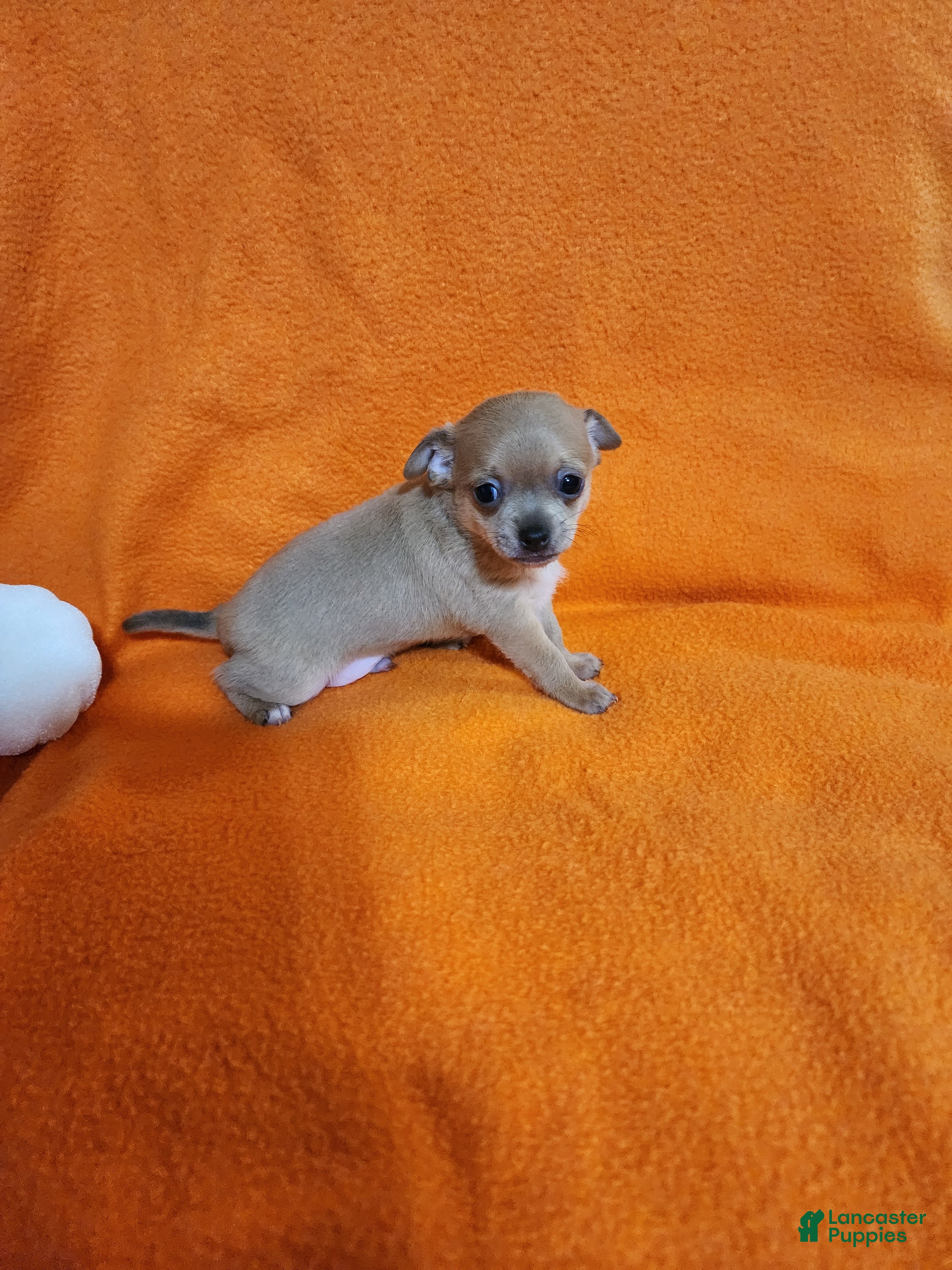 Chihuahua dogs Bear - Ad 1