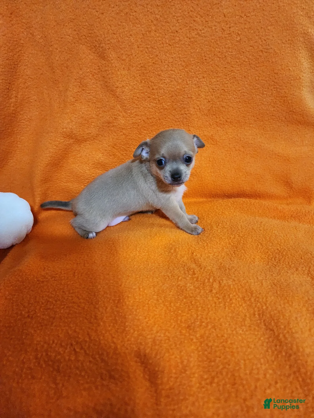 Chihuahua dogs for sale: Bear - Ad 1