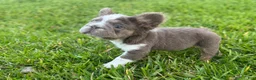 French Bulldog dogs for sale: Biscuit  - Ad 4