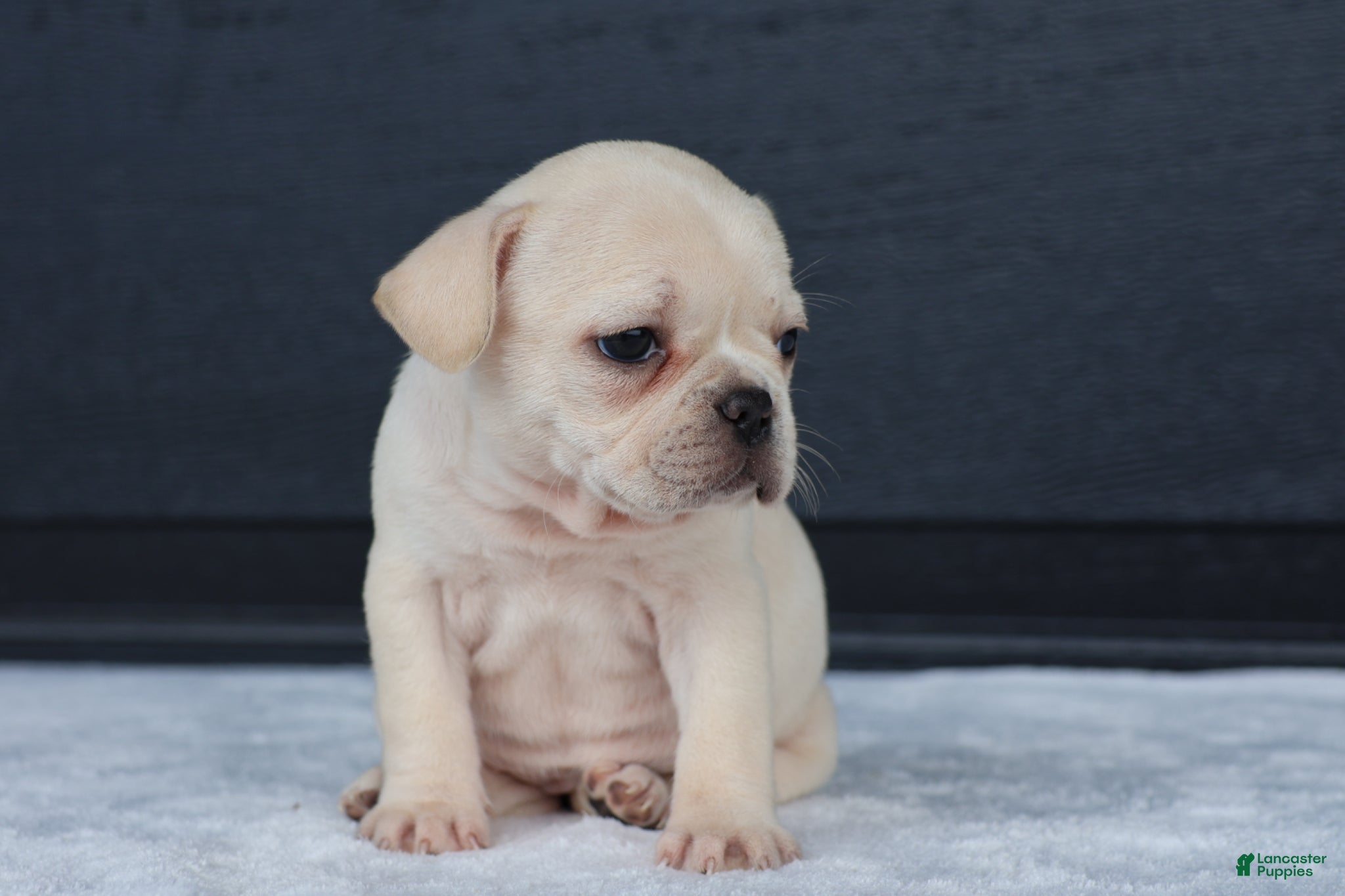 French Bulldog dogs for sale: Roxy  - Ad 3
