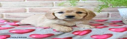Miniature Golden Retriever dogs for sale: Juliet - Ad 2