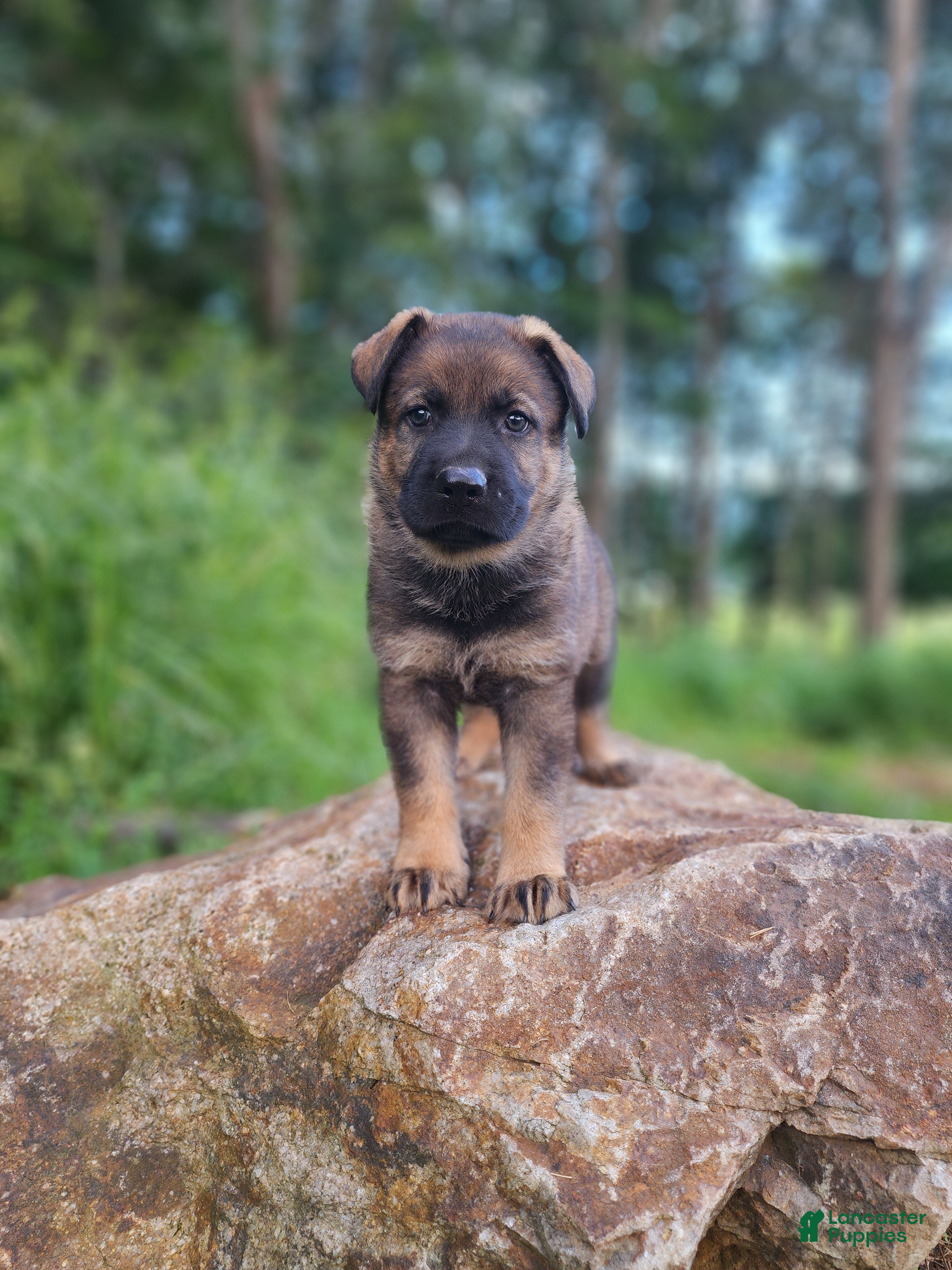 German Shepherd dogs  Thunder - Ad 2