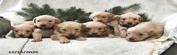 Goldendoodle dogs for sale: Haylee - Ad 11