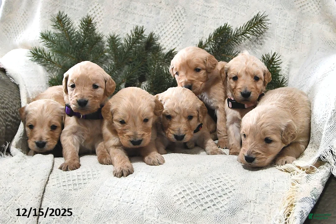 Goldendoodle dogs for sale: Haylee - Ad 11