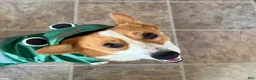 Welsh Corgi Pembroke dogs for sale: Ninny  - Ad 11